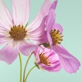 Beautiful pastel pink flowers