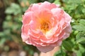 Beautiful pastel pink roses in the garden, close up, spring, bloom, blossom, rose  in dark green background and sun light Royalty Free Stock Photo