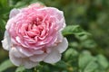 Beautiful pastel pink roses in the garden, close up, spring, bloom, blossom, rose  in dark green background and sun light Royalty Free Stock Photo