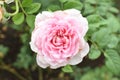 Beautiful pastel pink roses in the garden, close up, spring, bloom, blossom, rose  in dark green background and sun light Royalty Free Stock Photo