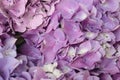 Beautiful pastel purple hydrangea flowers in bloom, close up. Flowery summer texture for background Royalty Free Stock Photo