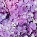 Beautiful pastel purple hydrangea flowers in bloom, close up. Flowery summer texture for background Royalty Free Stock Photo