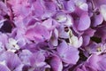 Beautiful pastel purple hydrangea flowers in bloom, close up. Flowery summer texture for background Royalty Free Stock Photo