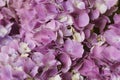 Beautiful pastel purple hydrangea flowers in bloom, close up. Flowery summer texture for background Royalty Free Stock Photo