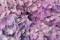 Beautiful pastel purple hydrangea flowers in bloom, close up. Flowery summer texture for background Royalty Free Stock Photo