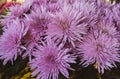 Beautiful pastel violet chrysanthemum flowers bouquet. Close-up. Royalty Free Stock Photo