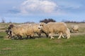 Beautiful pastoral scenery in autumn, with a flock sheep grazing on a pasture by the river