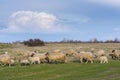 Beautiful pastoral scenery in autumn, with a flock sheep grazing on a pasture by the river