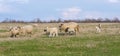 Beautiful pastoral scenery in spring, with a flock sheep grazing on a pasture by the river