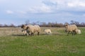 Beautiful pastoral scenery in spring, with a flock sheep grazing on a pasture by the river