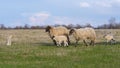 Beautiful pastoral scenery in spring, with a flock sheep grazing on a pasture by the river