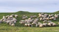 Beautiful pastoral scenery in spring, with a flock sheep grazing on a pasture by the river