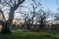 Beautiful pastureland with old oak trees Royalty Free Stock Photo