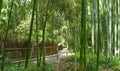 Beautiful patch in the bamboo forest