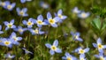 Beautiful Patch of Bluets Blooming Along the Blue Ridge Parkway