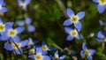 Beautiful Patch of Bluets Blooming Along the Blue Ridge Parkway