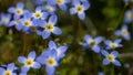 Beautiful Patch of Bluets Blooming Along the Blue Ridge Parkway