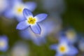 Beautiful Patch of Bluets Blooming Along the Blue Ridge Parkway