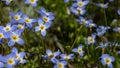 Beautiful Patch of Bluets Blooming Along the Blue Ridge Parkway