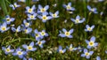 Beautiful Patch of Bluets Blooming Along the Blue Ridge Parkway Royalty Free Stock Photo