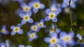 Beautiful Patch of Bluets Blooming Along the Blue Ridge Parkway