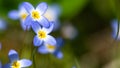 Beautiful Patch of Bluets Blooming Along the Blue Ridge Parkway