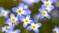 Beautiful Patch of Bluets Blooming Along the Blue Ridge Parkway