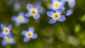 Beautiful Patch of Bluets Blooming Along the Blue Ridge Parkway