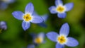 Beautiful Patch of Bluets Blooming Along the Blue Ridge Parkway