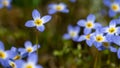 Beautiful Patch of Bluets Blooming Along the Blue Ridge Parkway