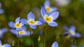 Beautiful Patch of Bluets Blooming Along the Blue Ridge Parkway Royalty Free Stock Photo