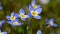 Beautiful Patch of Bluets Blooming Along the Blue Ridge Parkway