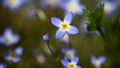 Beautiful Patch of Bluets Blooming Along the Blue Ridge Parkway Royalty Free Stock Photo