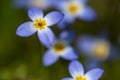 Beautiful Patch of Bluets Blooming Along the Blue Ridge Parkway Royalty Free Stock Photo