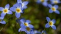 Beautiful Patch of Bluets Blooming Along the Blue Ridge Parkway Royalty Free Stock Photo