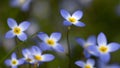 Beautiful Patch of Bluets Blooming Along the Blue Ridge Parkway Royalty Free Stock Photo