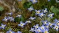 Beautiful Patch of Bluets Blooming Along the Blue Ridge Parkway Royalty Free Stock Photo