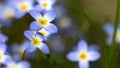 Beautiful Patch of Bluets Blooming Along the Blue Ridge Parkway Royalty Free Stock Photo