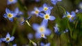 Beautiful Patch of Bluets Blooming Along the Blue Ridge Parkway Royalty Free Stock Photo