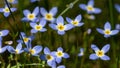 Beautiful Patch of Bluets Blooming Along the Blue Ridge Parkway