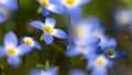 Beautiful Patch of Bluets Blooming Along the Blue Ridge Parkway Royalty Free Stock Photo