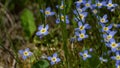 Beautiful Patch of Bluets Blooming Along the Blue Ridge Parkway