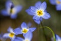 Beautiful Patch of Bluets Blooming Along the Blue Ridge Parkway