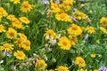 Beautiful patch of wild spring Yellow Sneezweed Helenium amarum intermixed with Butterfly Gaura Oenothera lindheimeri