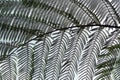 Beautiful patern of fern leaves isolated on white sky