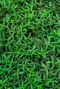 A beautiful patern of green plant which make super background, pattern, grass, background, wallpaper