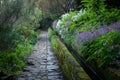 Beautiful path alongside the levada canal at Madeira, Portugal with flowers all around. Way through the lush green forest