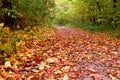 Beautiful path with colorful foliage