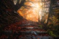 Beautiful path in the forest at autumn