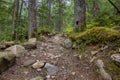 Beautiful path in the forest